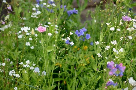 Nature grass plant field Photo