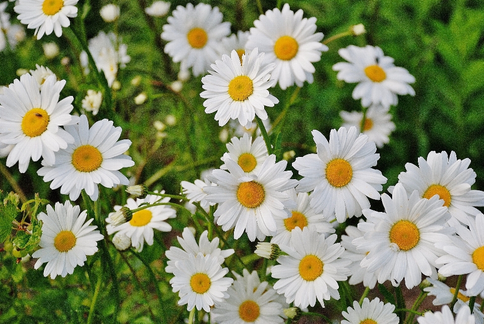 Nature blossom plant meadow