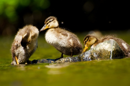 Water nature wetlands bird Photo