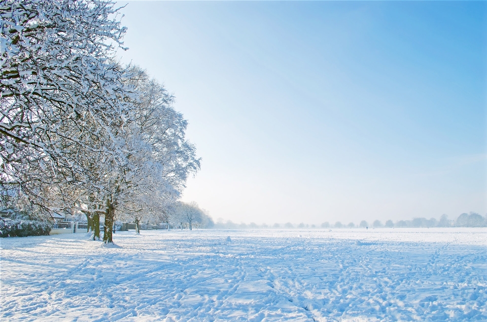 Albero natura ramo nevicare