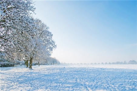 Tree nature branch snow Photo