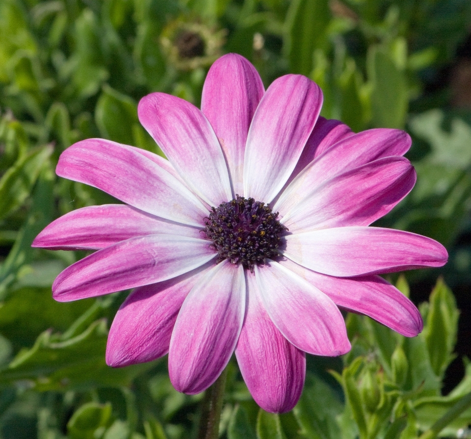 Natur blüte anlage blume