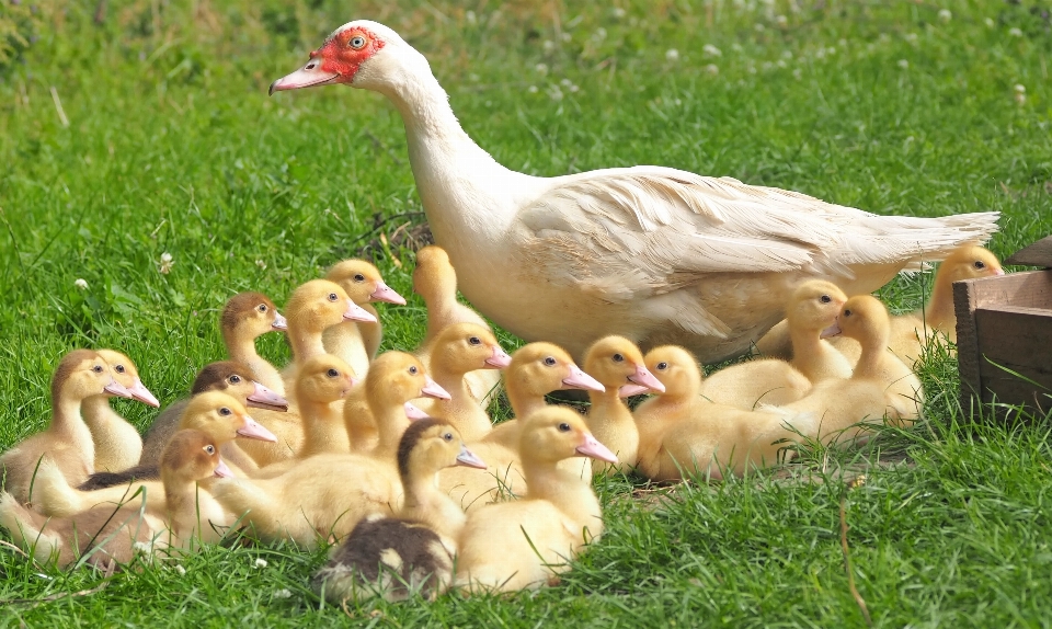 Grass bird farm wildlife