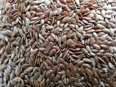 Plant barley wheat seed Photo