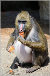 Foto Alam buah satwa margasatwa