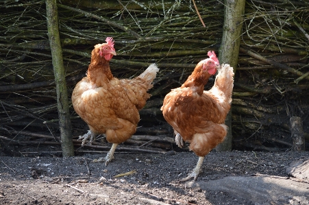 Bird wing farm animal Photo