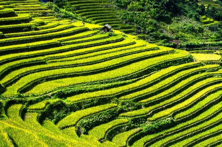 Landscape field green soil Photo