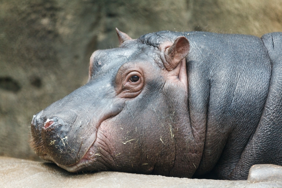 Tier suchen tierwelt wild