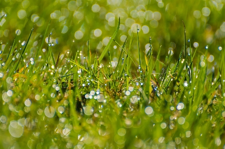 Water nature grass branch Photo