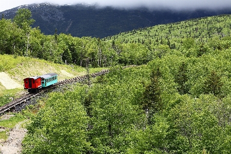 Tree forest wilderness mountain Photo