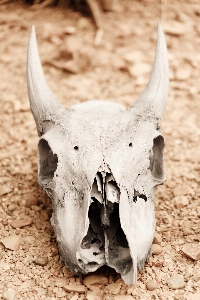 Sand white arid desert Photo