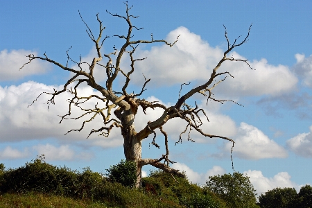 Foto árvore natureza filial nuvem