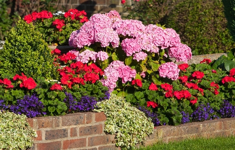 Plant lawn flower floral Photo