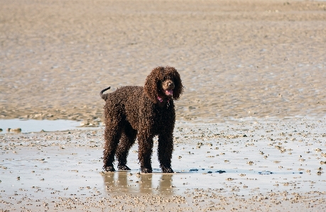 Beach coast sand wet Photo