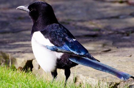 Foto Burung bidang margasatwa paruh