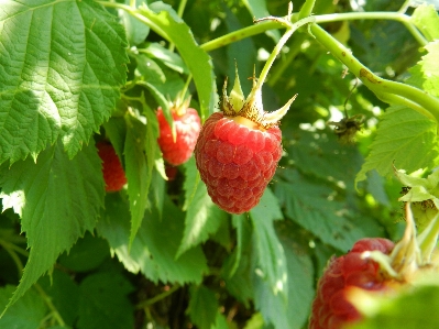 Nature plant raspberry fruit Photo