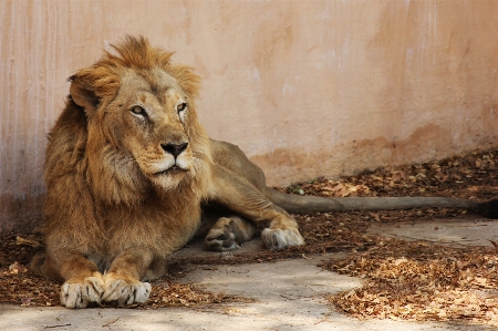 Foto Natureza região selvagem
 animal animais selvagens