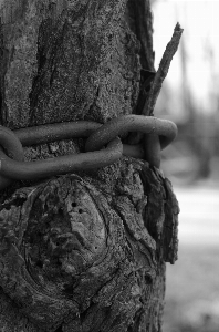 Photo Arbre nature rock hiver