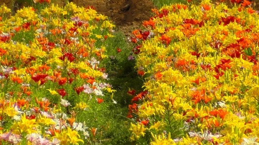 Photo Nature usine prairie
 feuille