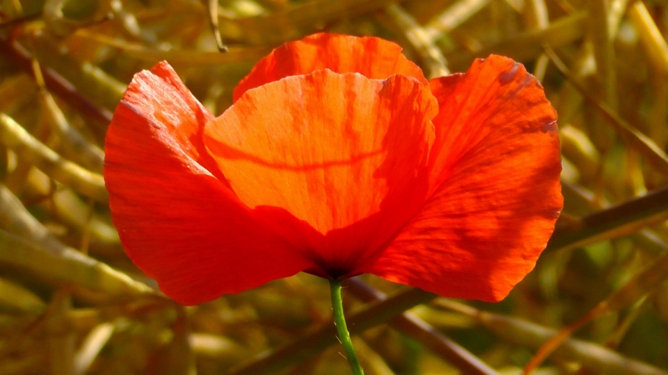 Natura pianta foglia fiore