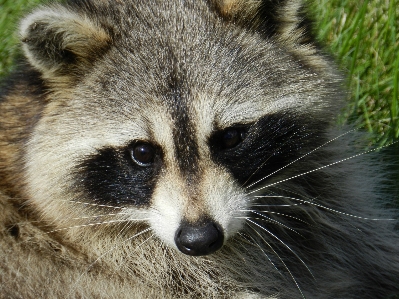 Foto Animal bonitinho animais selvagens retrato