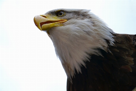 Bird wing wildlife beak Photo