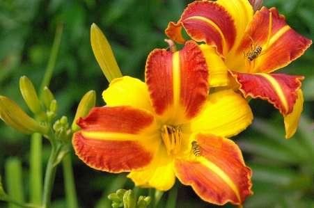 自然 植物 花 花弁 写真