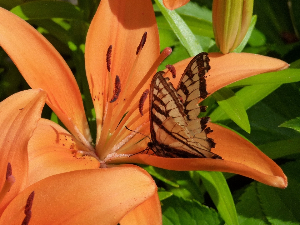 Nature usine feuille fleur