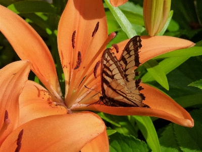 自然 植物 葉 花 写真