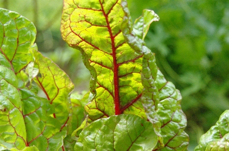 Tree nature branch plant Photo