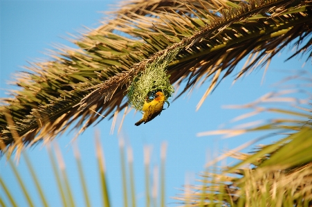 Foto árbol naturaleza césped rama