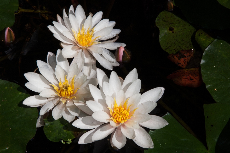 Agua naturaleza florecer planta