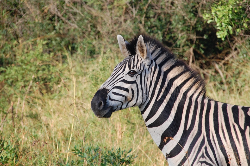 Natur tierwelt wild afrika