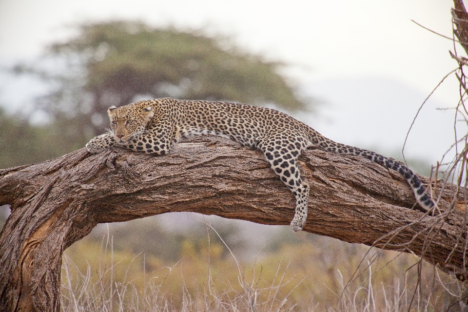 Natur zweig tierwelt afrika