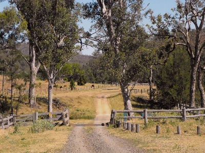 Tree nature fence track Photo