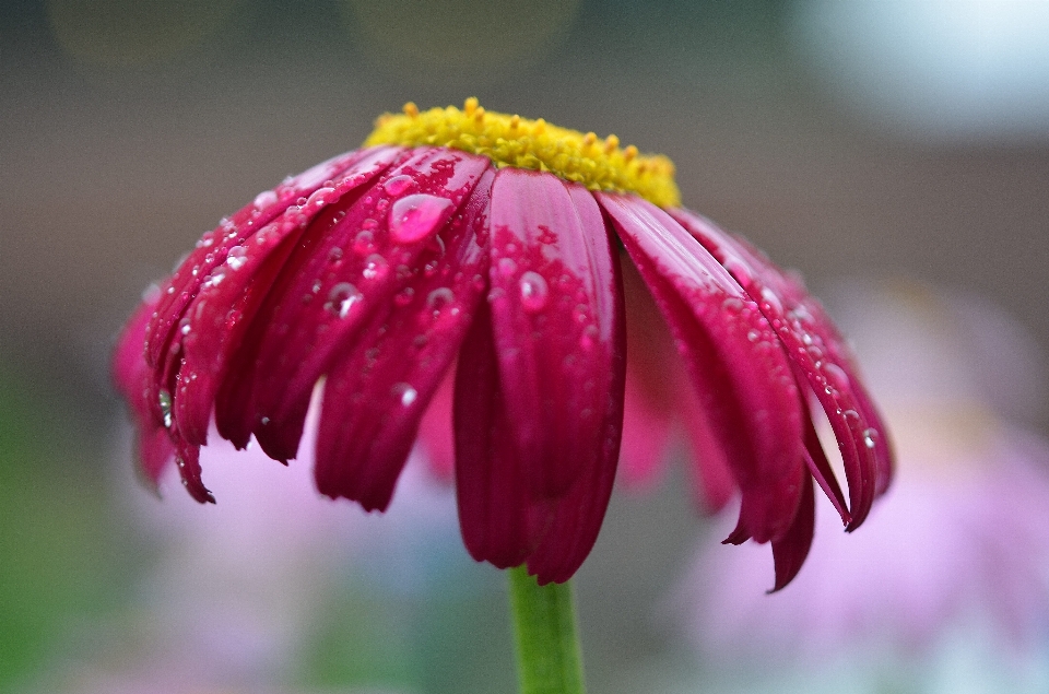 Nature blossom drop plant