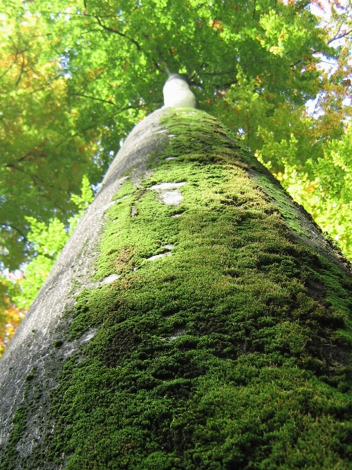 Albero natura foresta rock