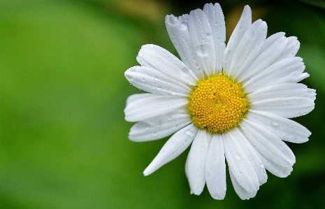 Photo Nature fleurir usine blanc