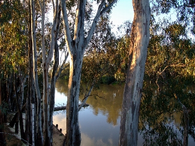 Tree water nature forest Photo