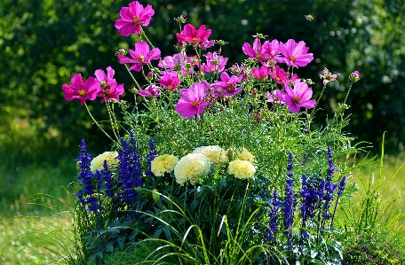 Nature grass blossom plant Photo