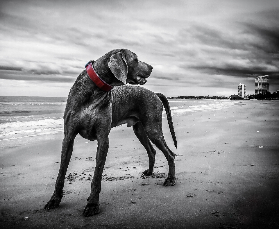 Praia preto e branco
 branco cachorro