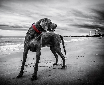 Foto Praia preto e branco
 branco cachorro