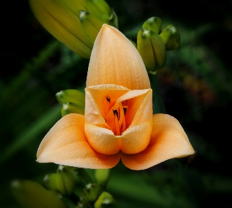 Nature outdoor blossom growth Photo