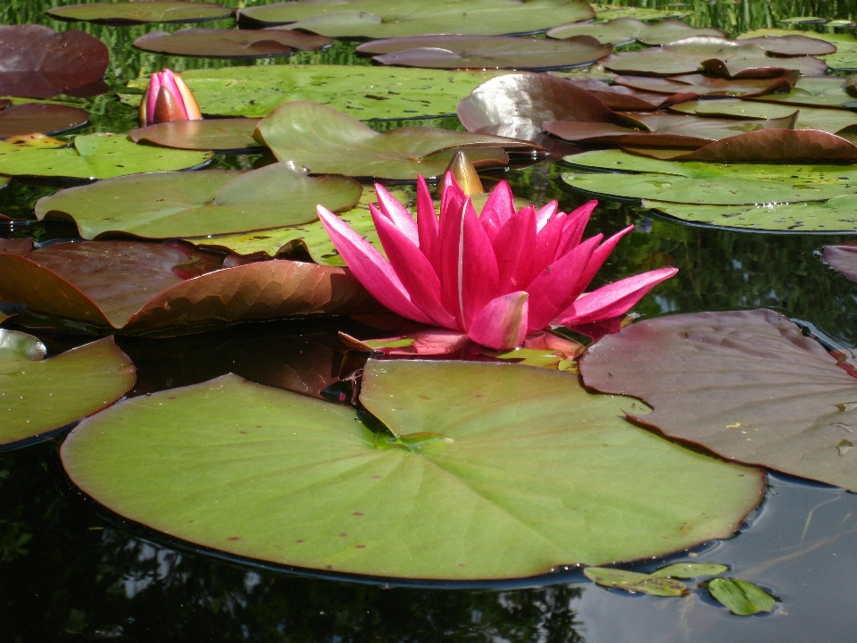 água plantar folha flor