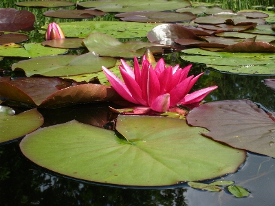 Water plant leaf flower Photo