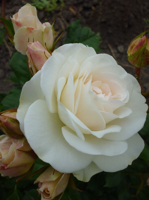 Nature plant white flower