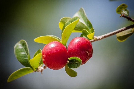 Apple tree nature branch Photo