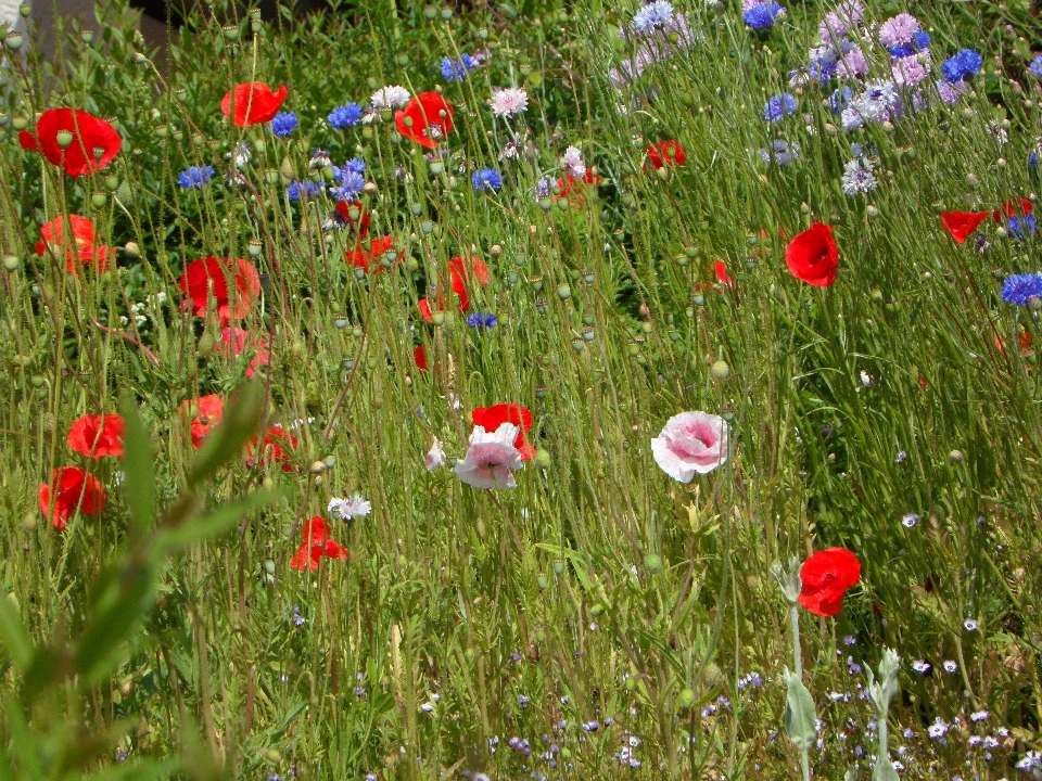 Grass plant field lawn