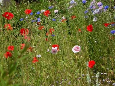 Grass plant field lawn Photo