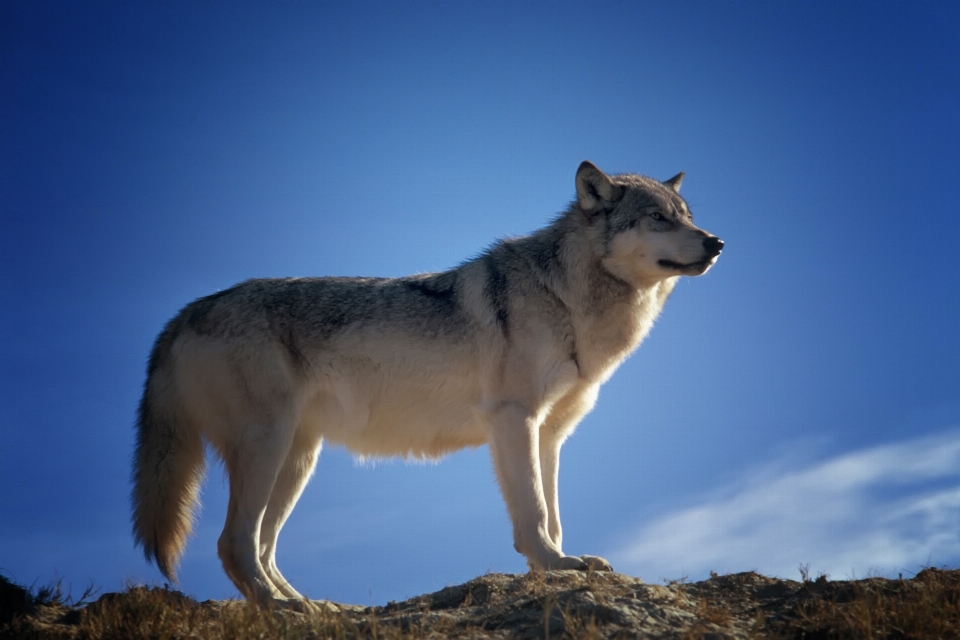 Natureza céu cachorro animais selvagens